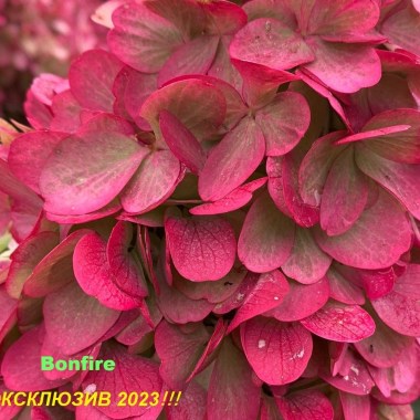 image (5) — копия — копия